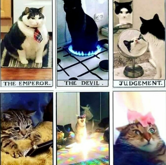 Meet the Posher - Picture 2 of 4